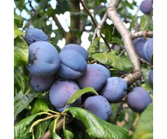 Lei-Pruimenboom - Prunus domestica 'Hauszwetsche'