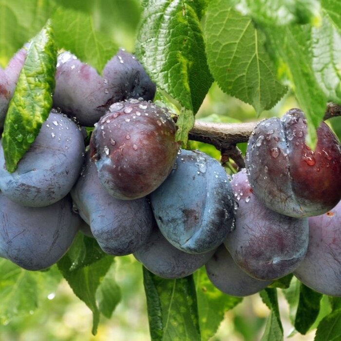 Lei-Pruimenboom - Prunus domestica 'Jubileum'