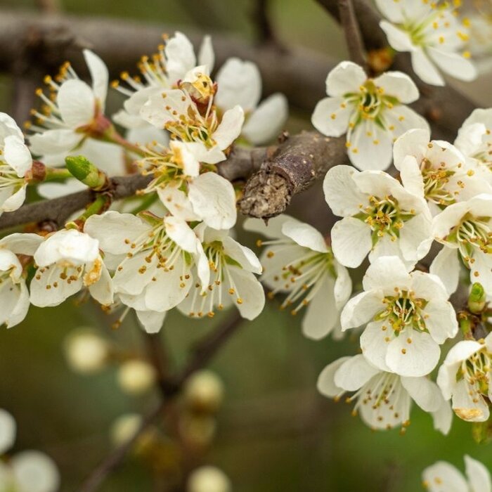 Lei-Pruimenboom - Prunus domestica 'Jubileum'