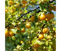 Lei-Pruimenboom - Prunus domestica 'Mirabelle de Nancy'