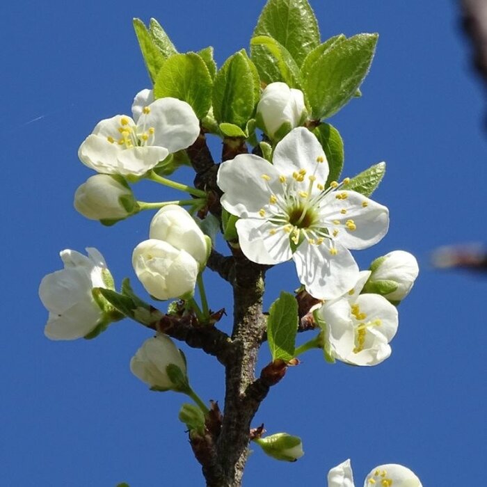 Lei-Pruimenboom - Prunus domestica 'Mirabelle de Nancy'