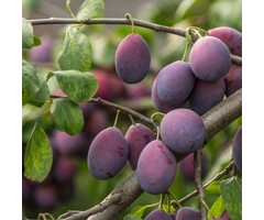 Lei-Pruimenboom - Prunus domestica 'Reine Claude d'Althan'