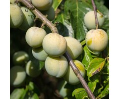 Lei-Pruimenboom - Prunus domestica 'Reine Claude d'Oullins'