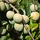 Lei-Pruimenboom - Prunus domestica 'Reine Claude d'Oullins'