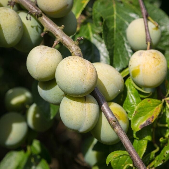 Lei-Pruimenboom - Prunus domestica 'Reine Claude d'Oullins'