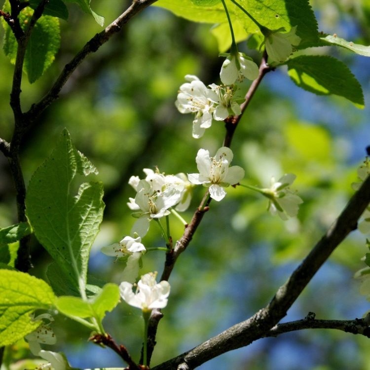 Lei-Pruimenboom - Prunus domestica 'Reine Claude d'Oullins'
