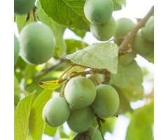 Lei-Pruimenboom - Prunus domestica 'Reine Claude Verte'