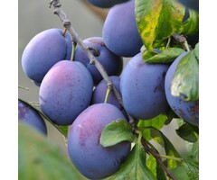 Lei-Pruimenboom - Prunus domestica 'The Czar'