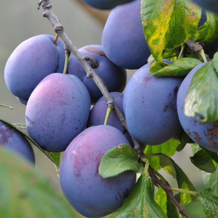 Lei-Pruimenboom - Prunus domestica 'The Czar'