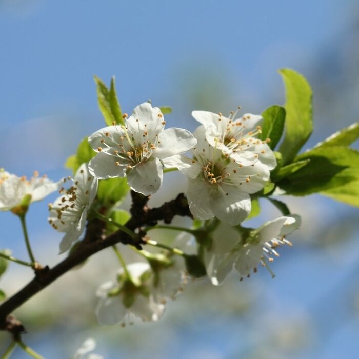 Lei-Pruimenboom - Prunus domestica 'The Czar'