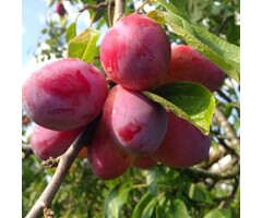 Lei-Pruimenboom - Prunus domestica 'Victoria'
