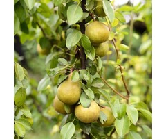 Lei-Perenboom - Pyrus communis 'Beurré Hardy'