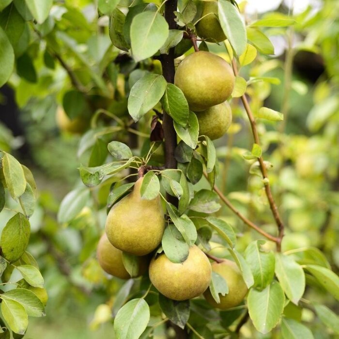 Lei-Peerboom - Pyrus communis 'Beurré Hardy'