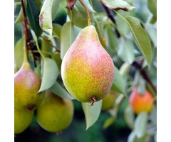 Lei-Perenboom - Pyrus communis 'Bonne Louise d'Avranches'