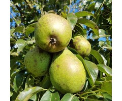Lei-Perenboom - Pyrus communis 'Charneux'