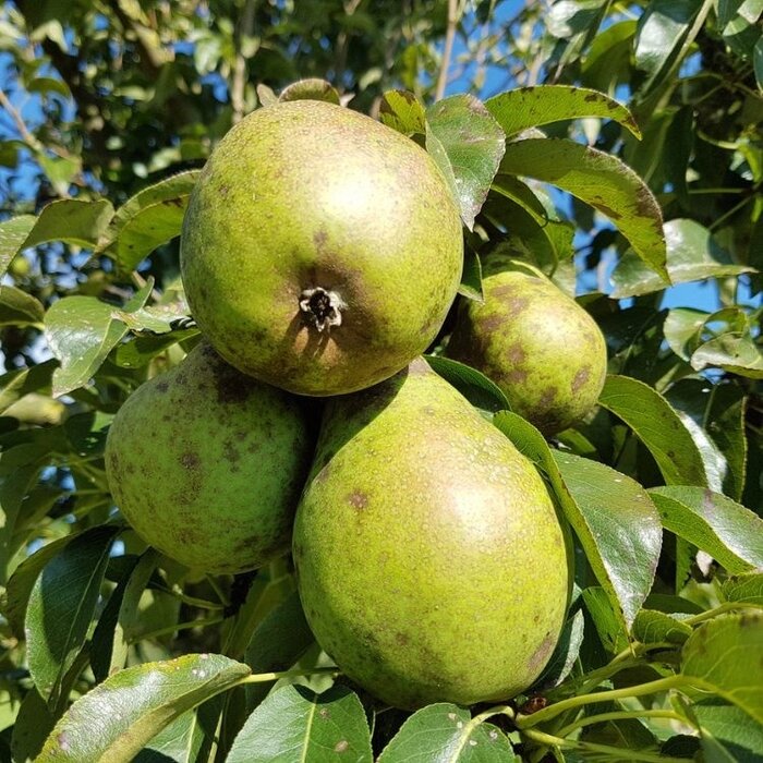 Lei-Peerboom - Pyrus communis 'Charneux'