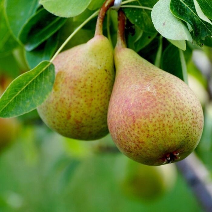 Lei-Peerboom - Pyrus communis 'Clapp's Favourite'