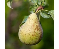 Lei-Perenboom - Pyrus communis 'Concorde'