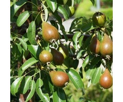 Lei-Perenboom - Pyrus communis 'Doyenné du Comice'