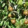 Lei-Peerboom - Pyrus communis 'Doyenné du Comice'