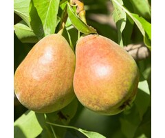 Lei-Perenboom - Pyrus communis 'Gieser Wildeman'