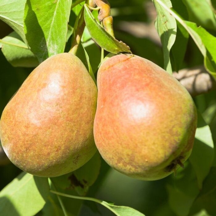 Lei-Peerboom - Pyrus communis 'Gieser Wildeman'