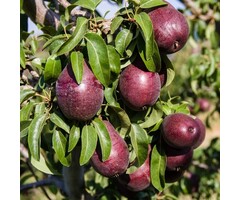 Lei-Perenboom - Pyrus communis 'Rote Williams'