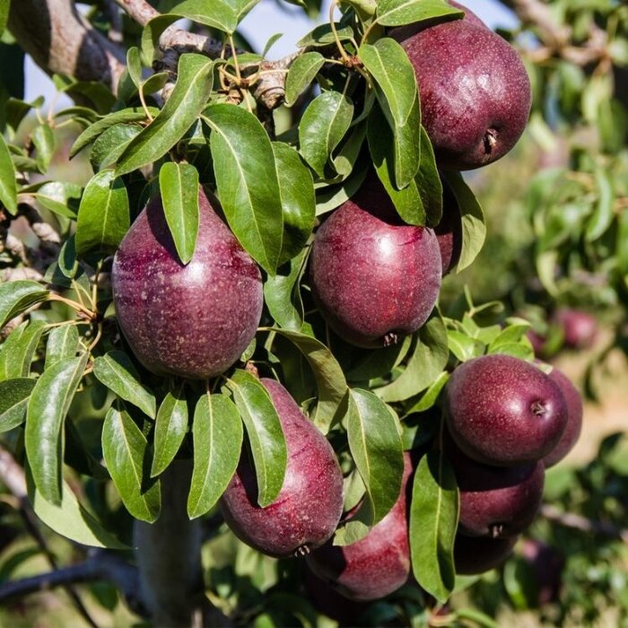 Lei-Peerboom - Pyrus communis 'Rote Williams'