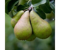 Lei-Perenboom - Pyrus communis 'Williams Bon Chrétien'