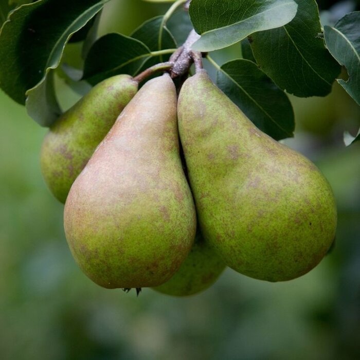 Lei-Peerboom - Pyrus communis 'Williams Bon Chrétien'