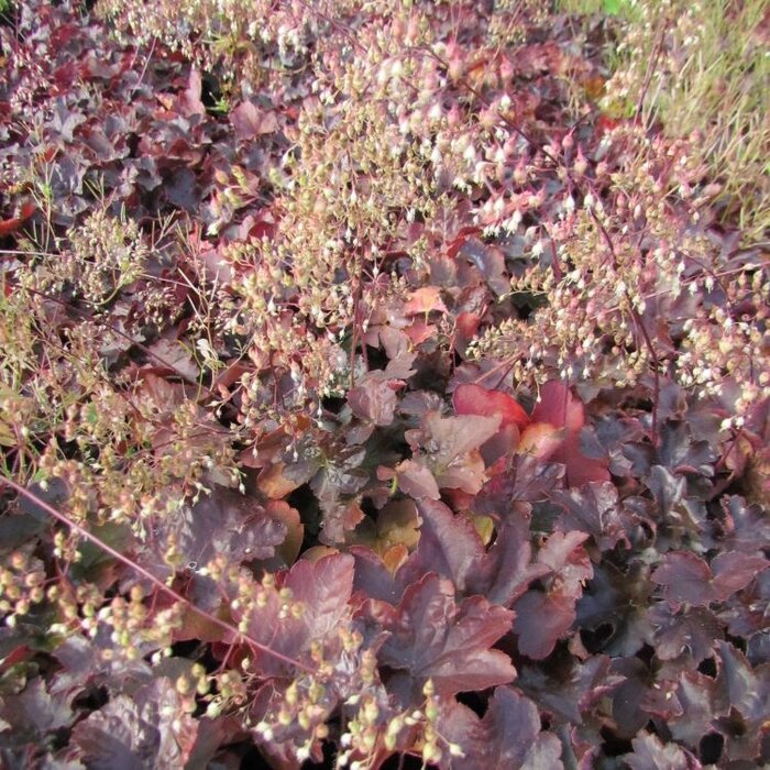 Purperklokje - Heuchera micrantha 'Palace Purple'