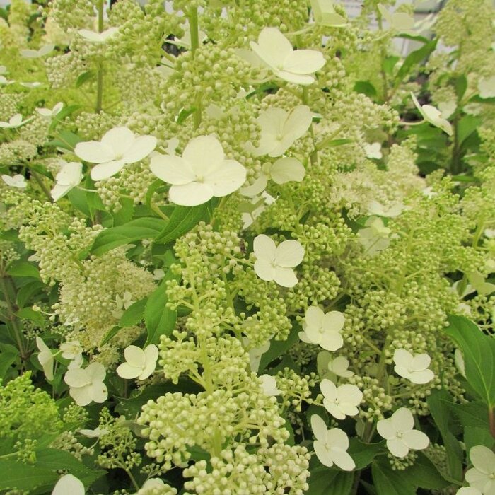 Pluimhortensia (Hydrangea paniculata 'Kyushu')