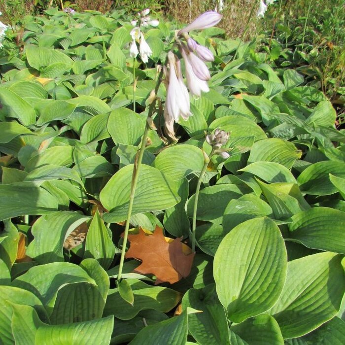 Hartlelie - Hosta sieboldiana 'Elegans'