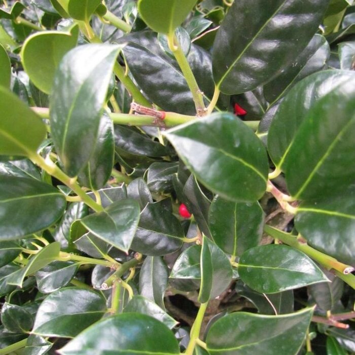 Hulsthaag - Ilex aquifolium 'J.C. van Tol'