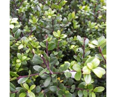 Hulsthaag - Ilex crenata Dark Green