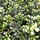 Hulsthaag - Ilex crenata Dark Green