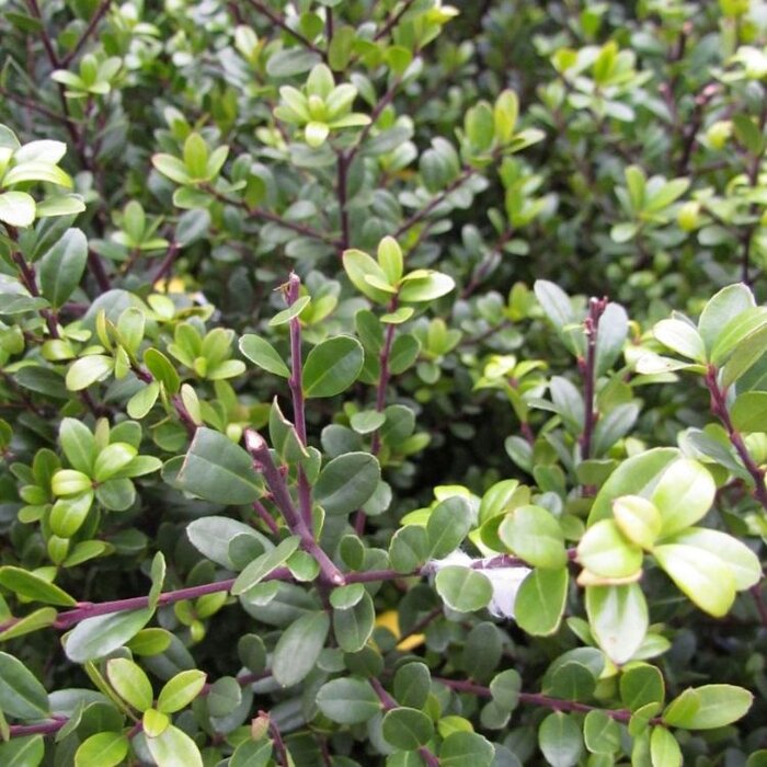 Hulsthaag - Ilex crenata Dark Green