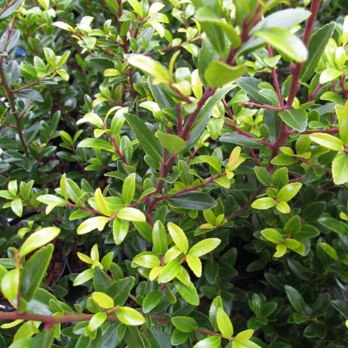 Hulsthaag - Ilex maximowicziana kanehirae