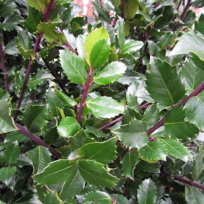 Hulsthaag - Ilex meserveae 'Blue Prince'