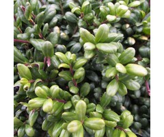 Ilex crenata 'Convexa' - Japanse Hulst