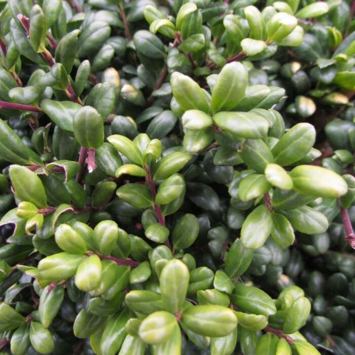 Japanse Hulst - Ilex crenata 'Convexa'