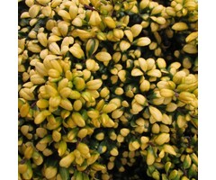 Japanse hulst - Ilex crenata 'Golden Gem'