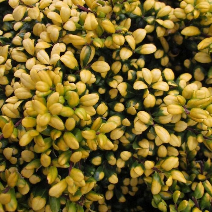 Japanse hulst (Ilex crenata 'Golden Gem')