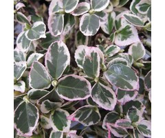 Euonymus fortunei 'Emerald Gaiety' - Japanse kardinaalshoed