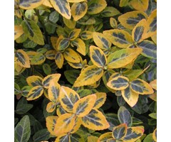 Euonymus fortunei 'Emerald 'n' Gold' - Japanse kardinaalshoed