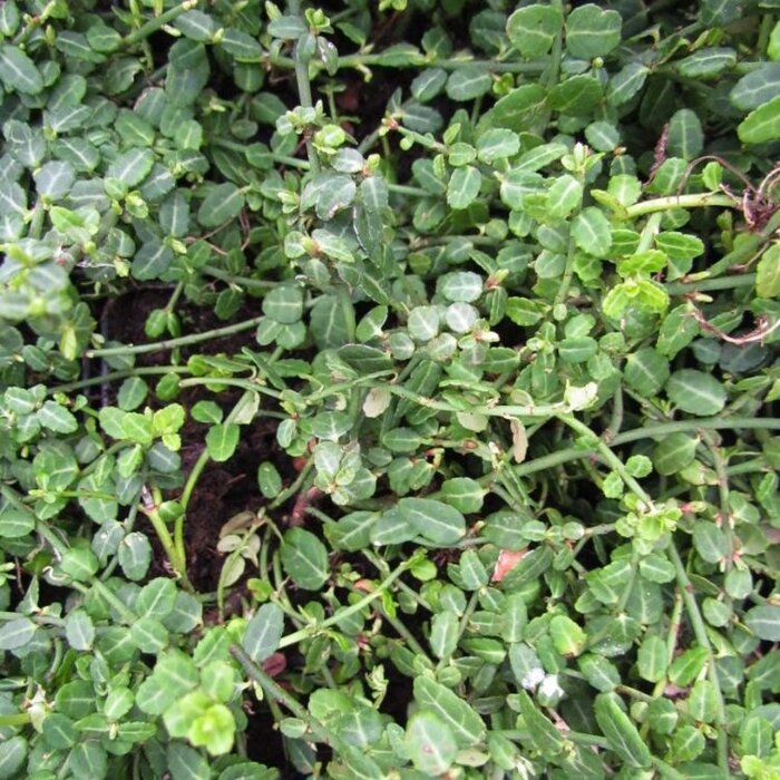 Japanse kardinaalshoed (Euonymus fortunei 'Minimus')