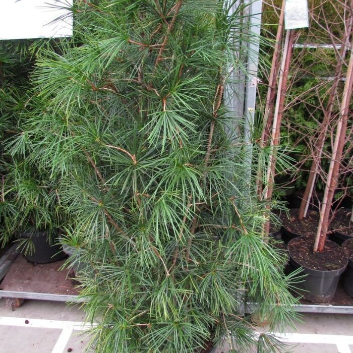 Japanse parapluden - Sciadopitys verticillata