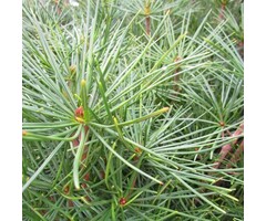 Japanse parapluden - Sciadopitys verticillata