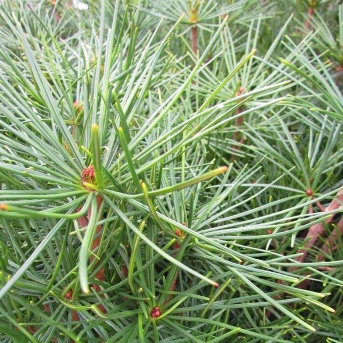 Japanse parapluden - Sciadopitys verticillata