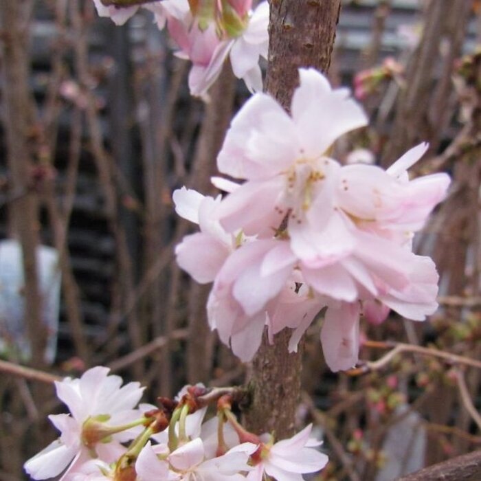 Japanse sierkers - Prunus subhirtella 'Autumnalis Rosea'